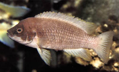 Neolamprologus mustax